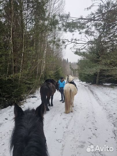 Конные прогулки