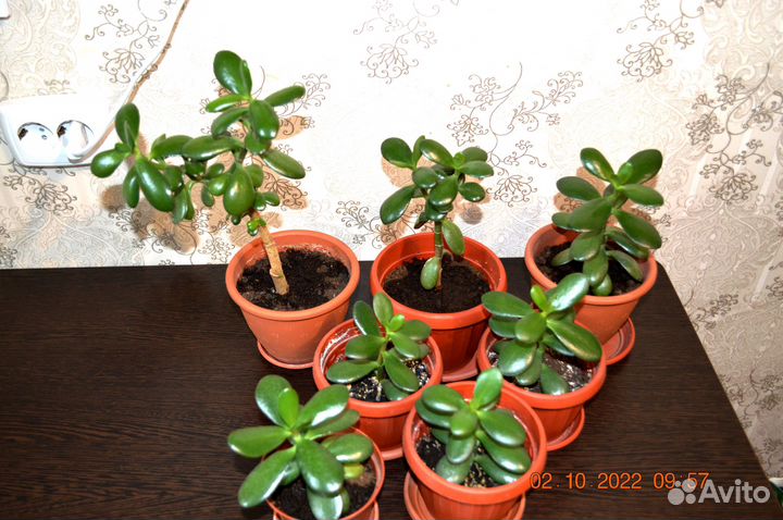 Денежное дерево (толстянка)