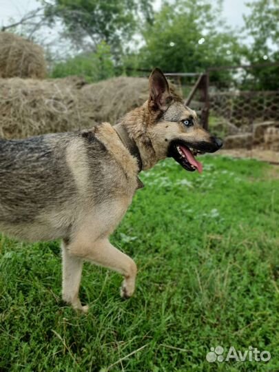 Собака - друг