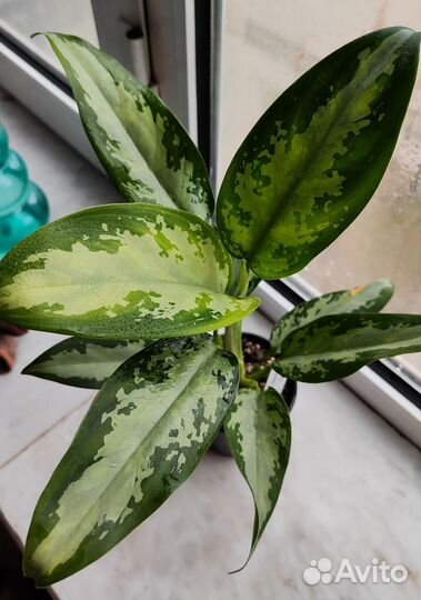 Комнатные растения цветы