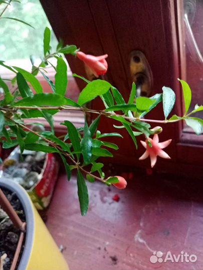 Отростки с корнями, гранатового дереваца