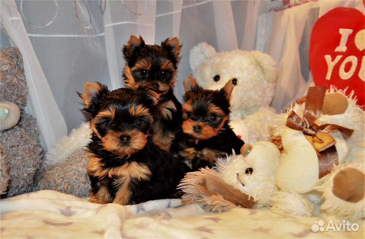 Щенки йоркширского терьера