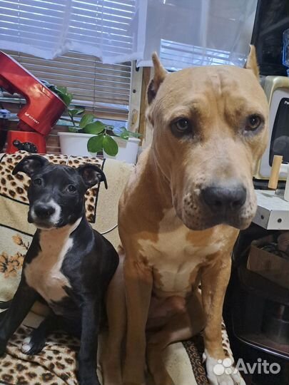 Отдам щенка