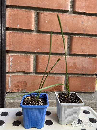 Зефирантес