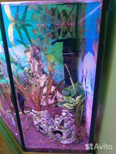 Готовый аквариум