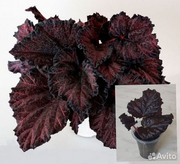 Бегония декоративно лиственная почтой