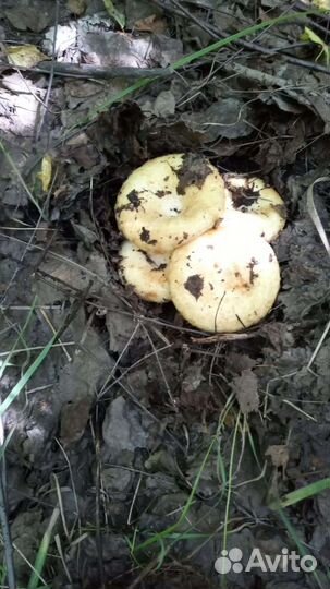 Продам грузди