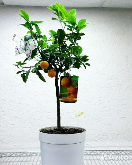 Каламондин на штамбе (Цитрофортунелла) - мандарин