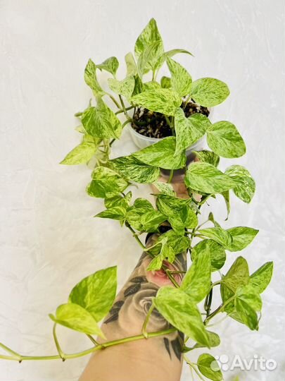 Эпипремнум Марбл Квин