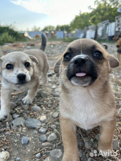 Щенки