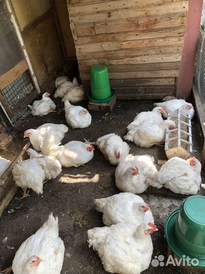 Мясо домашнего бройлера. Копченое мясо броллера