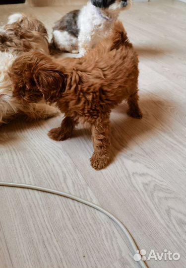 Мальтипу Кенди red brown f1