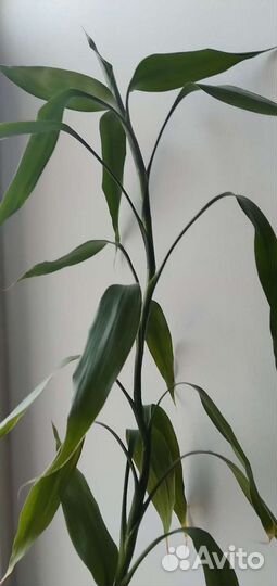 Бамбук, тростник