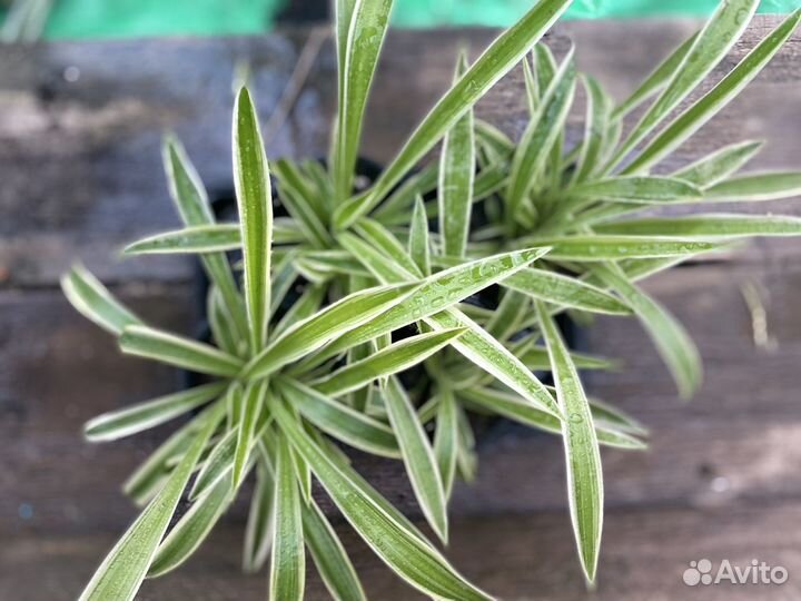 Хлорофитум