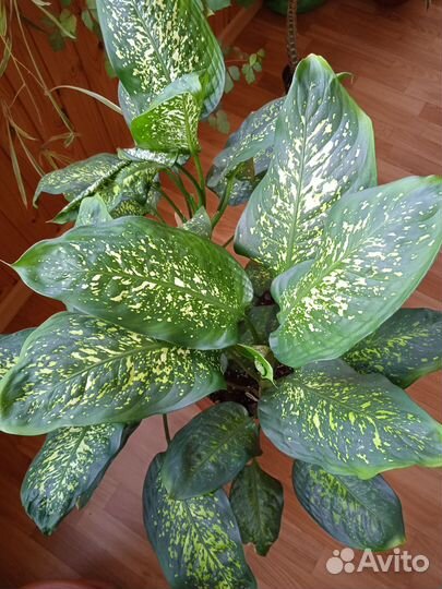 Диффенбахия