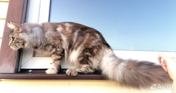 Котята мейн-кун