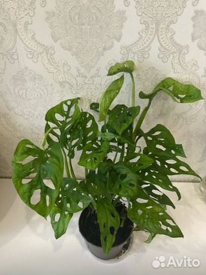 Монстера адансона