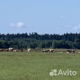 Выращивание, откорм бычков, телят методом холодного содержания