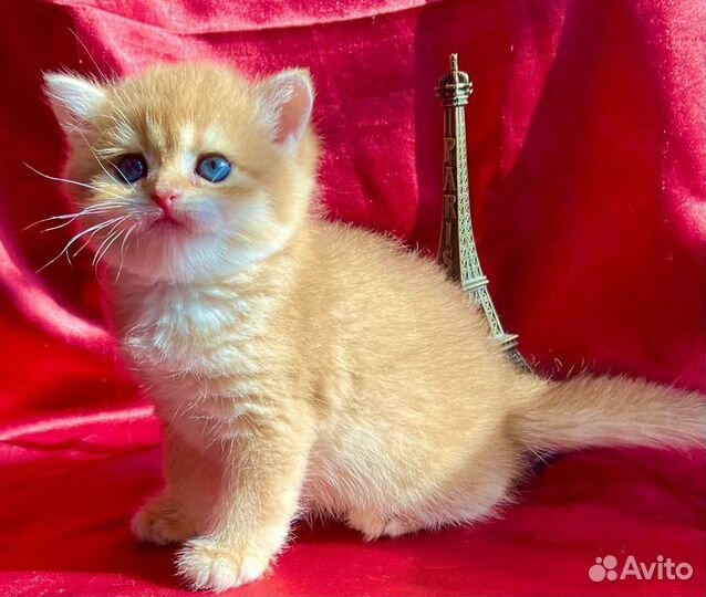 Чистокровные няшечки британцы в золотых шубках