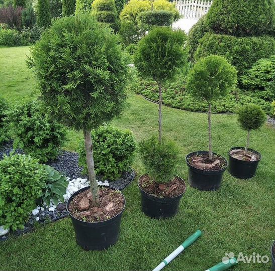 Туя Смарагд. Хвоя. Ель, сосна. С доставкой