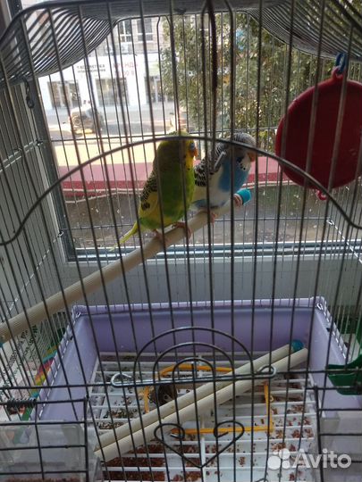 Волнистый попугай