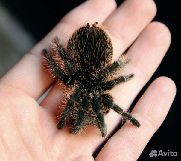 Безопасные и спокойные пауки-птицееды для новичков