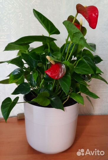 Антуриумы миниатюрные в кашпо