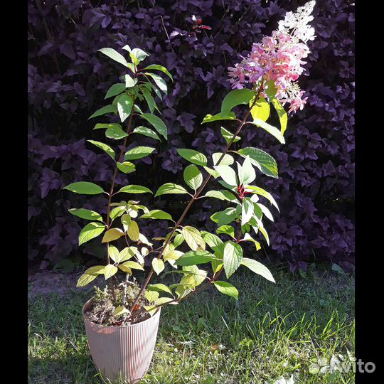 Гортензия метельчата №2