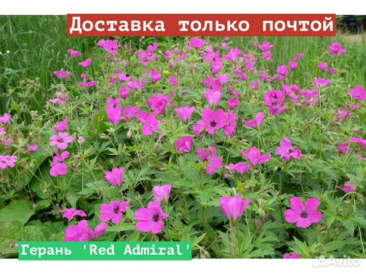 Герань Red Admiral