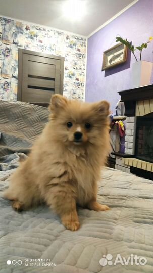 Щенки шпица