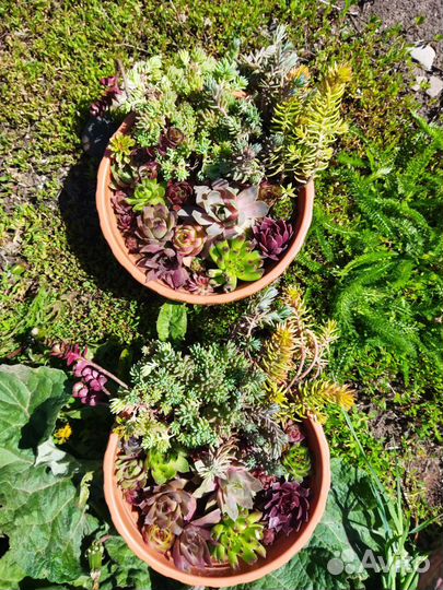 Молодило, седум