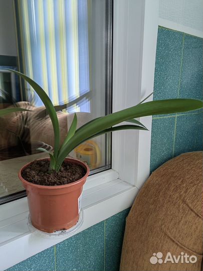 Кливия киноварная