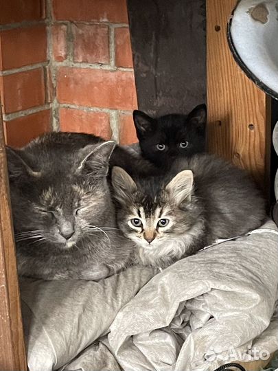 Котята бесплатно