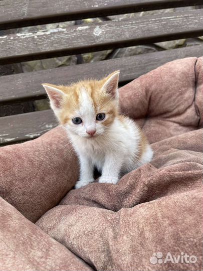 Милые котята