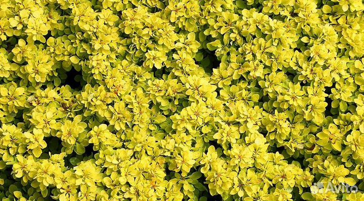 Саженцы Барбарис в горшках (разный)