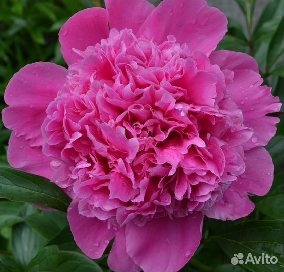 Цветы пионы оптом от 45р.Опт от 250 шт. Самовывоз