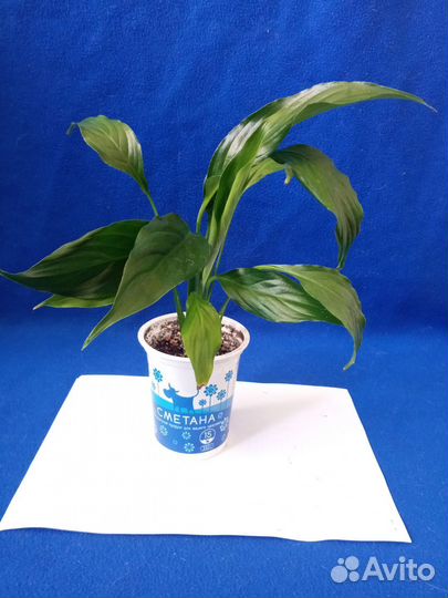 Спатифиллум