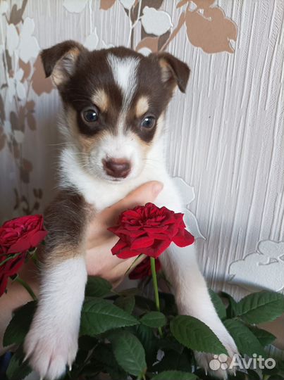 Щенки метисы девочки