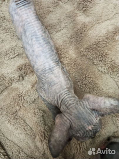 Кошки сфинкс