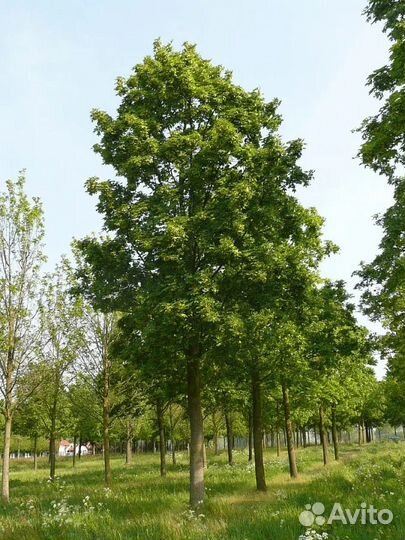 Клен остролистный