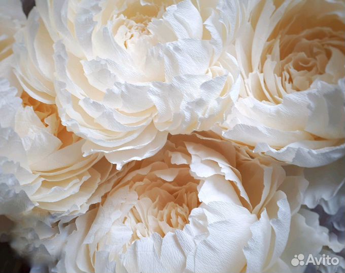 Ростовые цветы. Пионы