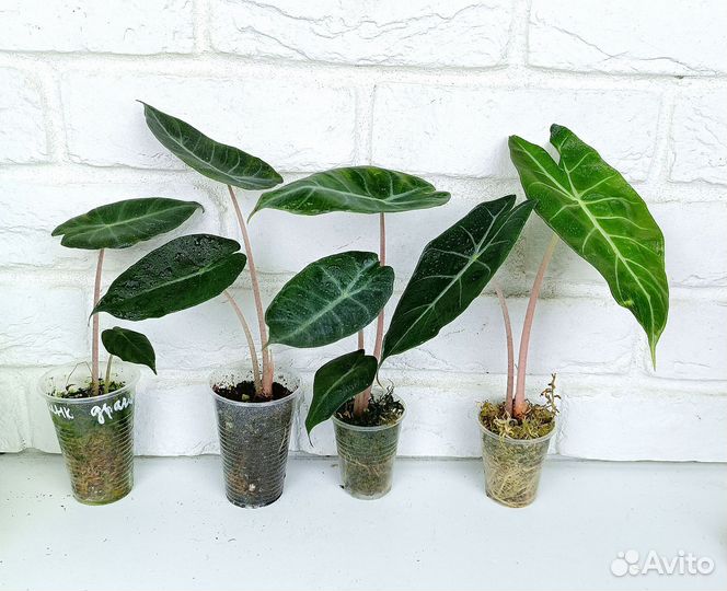 Алоказия пинк дракон