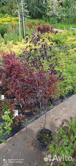 Берёза Роял фрост