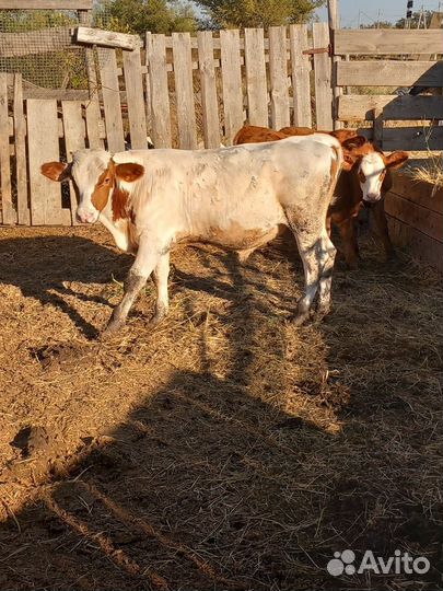 Бычки и телочка