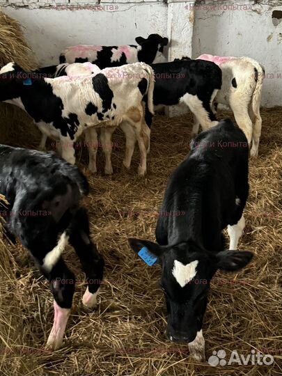 Бычки мясной породы