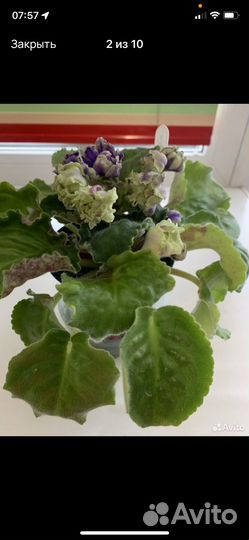 Фиалка, бегония, хризантема