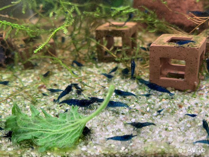 Креветки Blue Dream (Синяя мечта Neocaridina)