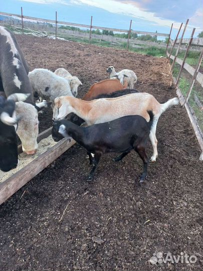 Бараны. Козы