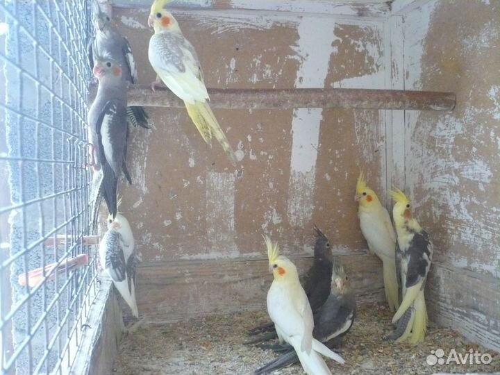 Молодые кореллы