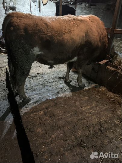 Быки живым весом